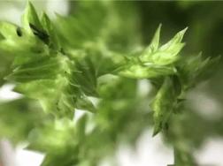 如果你身边有一个爱养花的人，一定要好好珍惜！