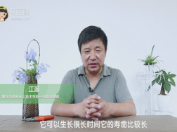 蓝雪花可以养多少年