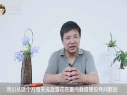 蓝雪花可以室内养吗