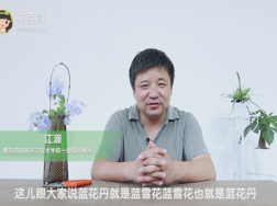 蓝花丹与蓝雪花的区别