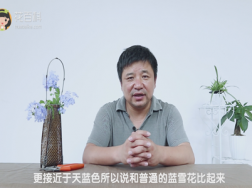 蓝雪花超凡更蓝吗