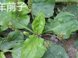 车前子和车前草的区别