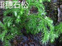 垂穗石松和石松的区别