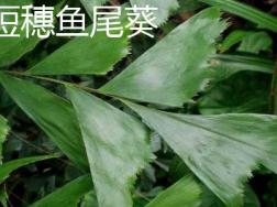 短穗鱼尾葵和鱼尾葵的区别