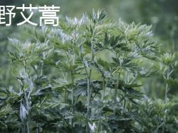 野艾蒿和艾草的区别