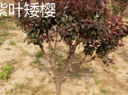 紫叶矮樱和紫叶李的区别