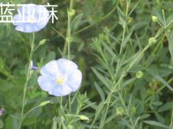 蓝亚麻与胡麻花的区别