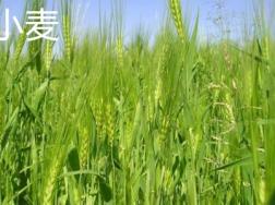 小麦和水稻的区别