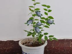 蓝莓树苗怎么种植