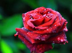 玫瑰的花语是什么