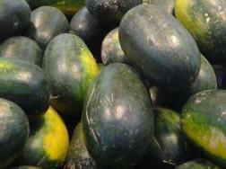 西瓜的品种有哪些