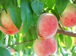 桃子的品种有哪些