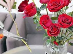 玫瑰花怎么养在花瓶里