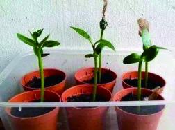 鸡蛋花树果实可以种吗