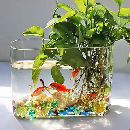 水培植物可以养鱼吗