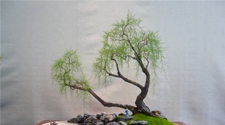 垂柳式柽柳盆景的枝干培养