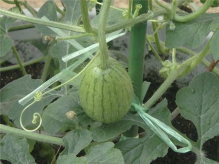 西瓜种子处理及播种