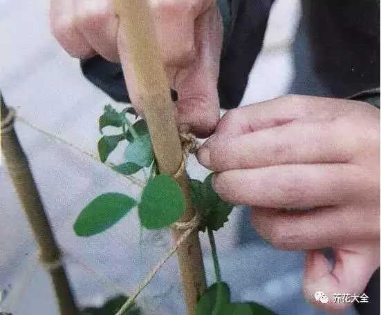 在豌豆长到30厘米左右的时候，往花盆中插入一根小棍，用细布条把豌豆绑到棍子上