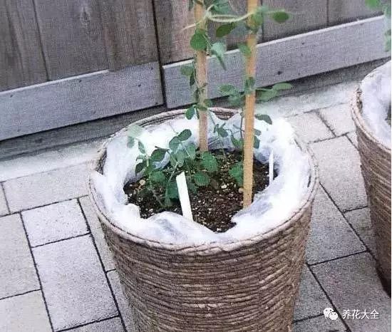 在豌豆开始在棍子上爬藤之后，就要追肥，每月给它施一次液肥，把它放在阳光充足的阳台上。