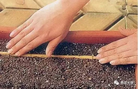 菠菜的种植土壤应当疏松透气，可以在花盆底部铺一层石子，土壤里掺入一些颗粒土，保证透气。