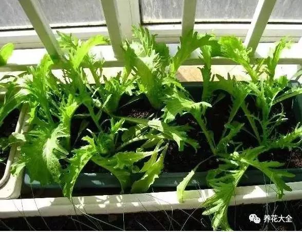 把花盆放在阳光下，等小芽长到4-5片叶子的时候，开始施肥，半月用一次肥，茼蒿会很快长大。