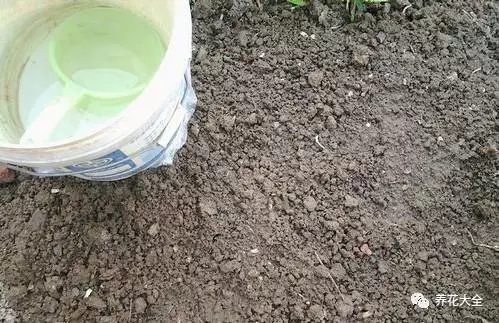 把种子均匀的洒在盆土表面，注意不要过密，不然后期生菜会长得很挤。