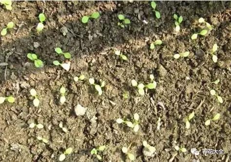 最好能在种子上覆一层土，然后把它放在阴凉通风的地方，浇水浇透，很快生菜就会发芽。发芽后，要把生菜移到阳光下。