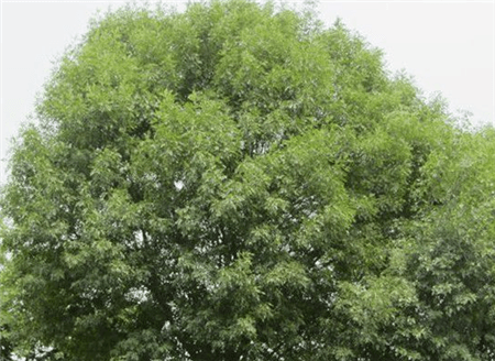 高大的白蜡树