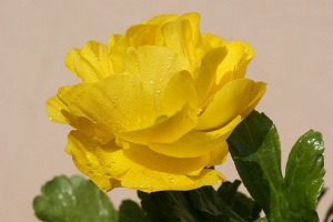 黄色花牡丹