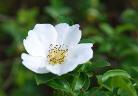 白色的小果蔷薇