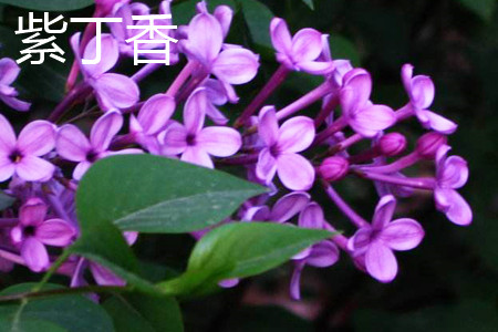 紫丁香.jpg