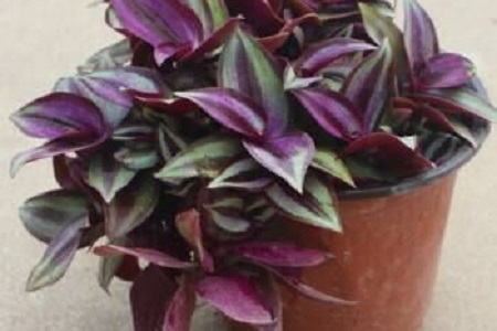 紫叶吊竹梅