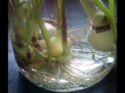 韭菜莲的水培方法