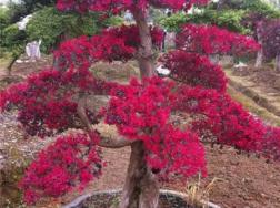 红花继木的盆景造型方式