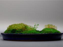 苔藓盆景的制作方法