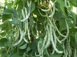 阳台怎么种植芸豆？