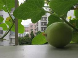 阳台种植香瓜的方法
