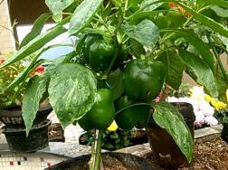 阳台甜椒怎么种？正确育苗是关键！