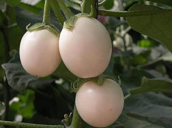 见过果实像鸡蛋的盆栽吗，种上之后，营养含量高结果更是快！