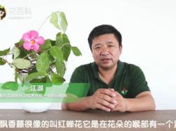 双喜藤与飘香藤的区别