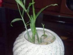 “姜”发芽可别扔，埋在土里，3个月长出“鲜姜”，一冬天不用买！