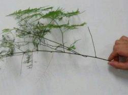 剪下的文竹可以水培吗，怎样插活？