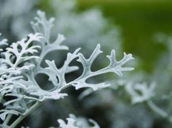 雪叶莲能在家养吗