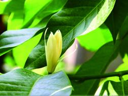 黄桷兰和白兰花的叶片有什么区别