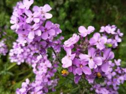 蓝香芥如何养