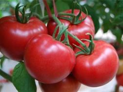 番茄的养殖方法和注意事项