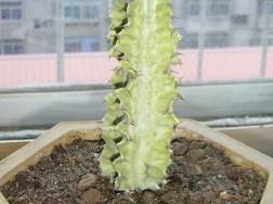 大戟阁锦繁殖方法