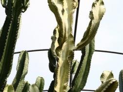 大戟阁锦叶插方法