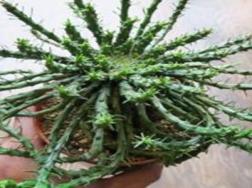 孔雀球修剪方法