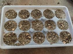 虎刺梅用什么土